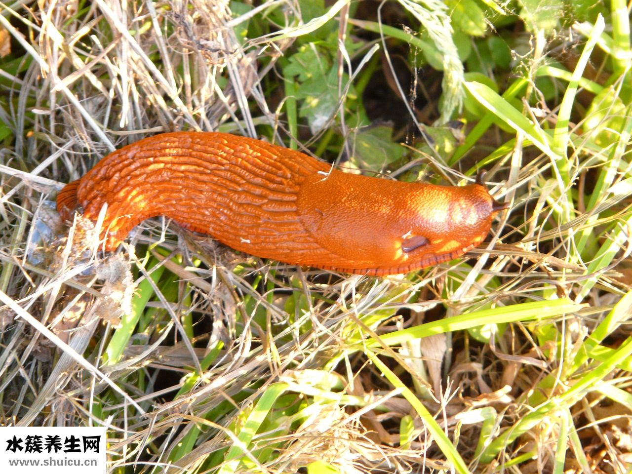 護陰寶是怎么使用的