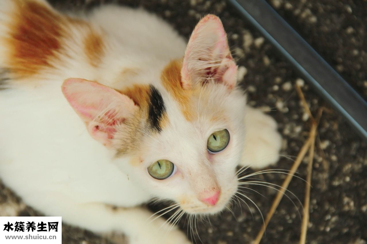 小貓丟了怎么找