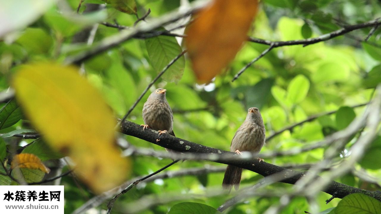 兩只畫眉鳥怎么養(yǎng)