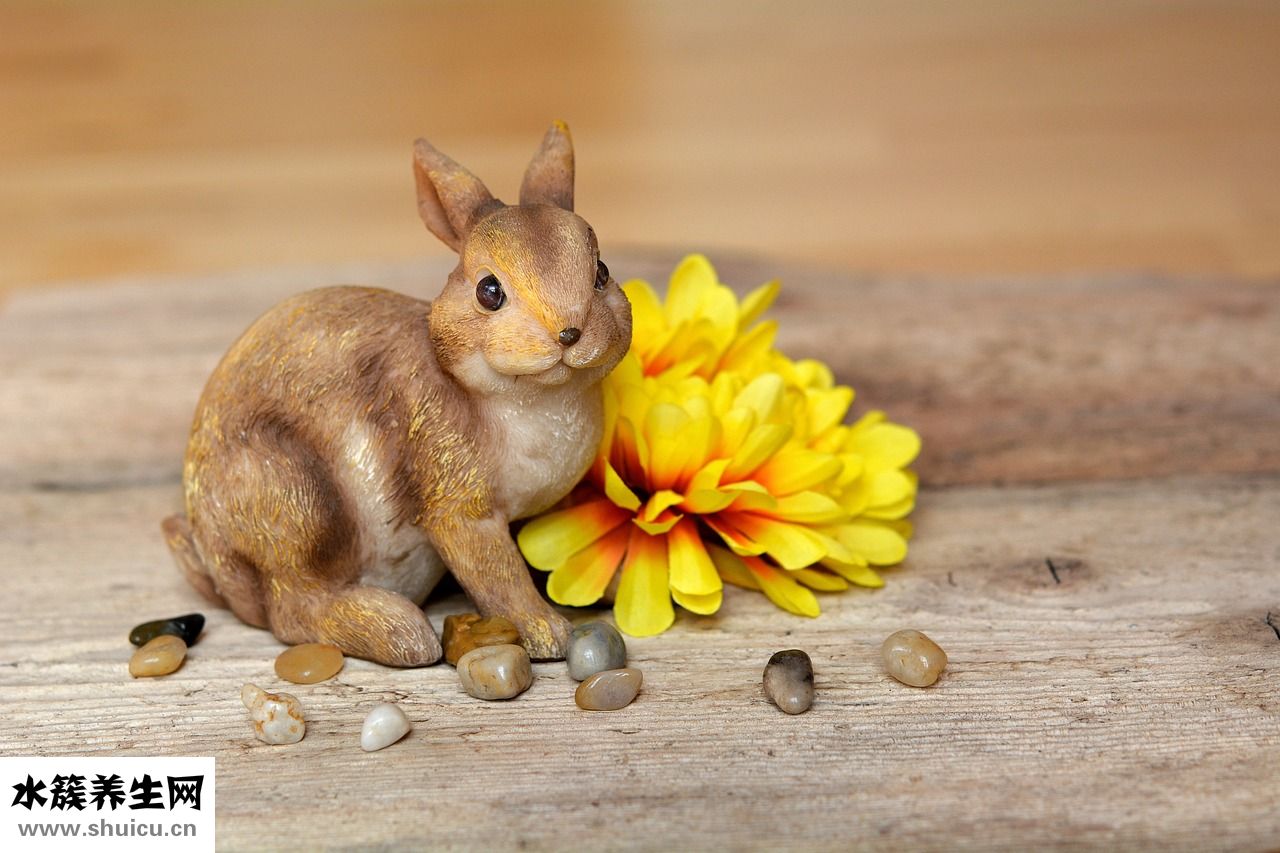 兔子滾珠水壺怎么安