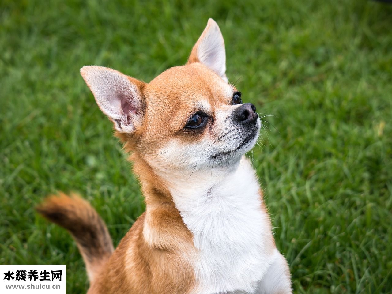 狗狗吃了泡沫怎么辦