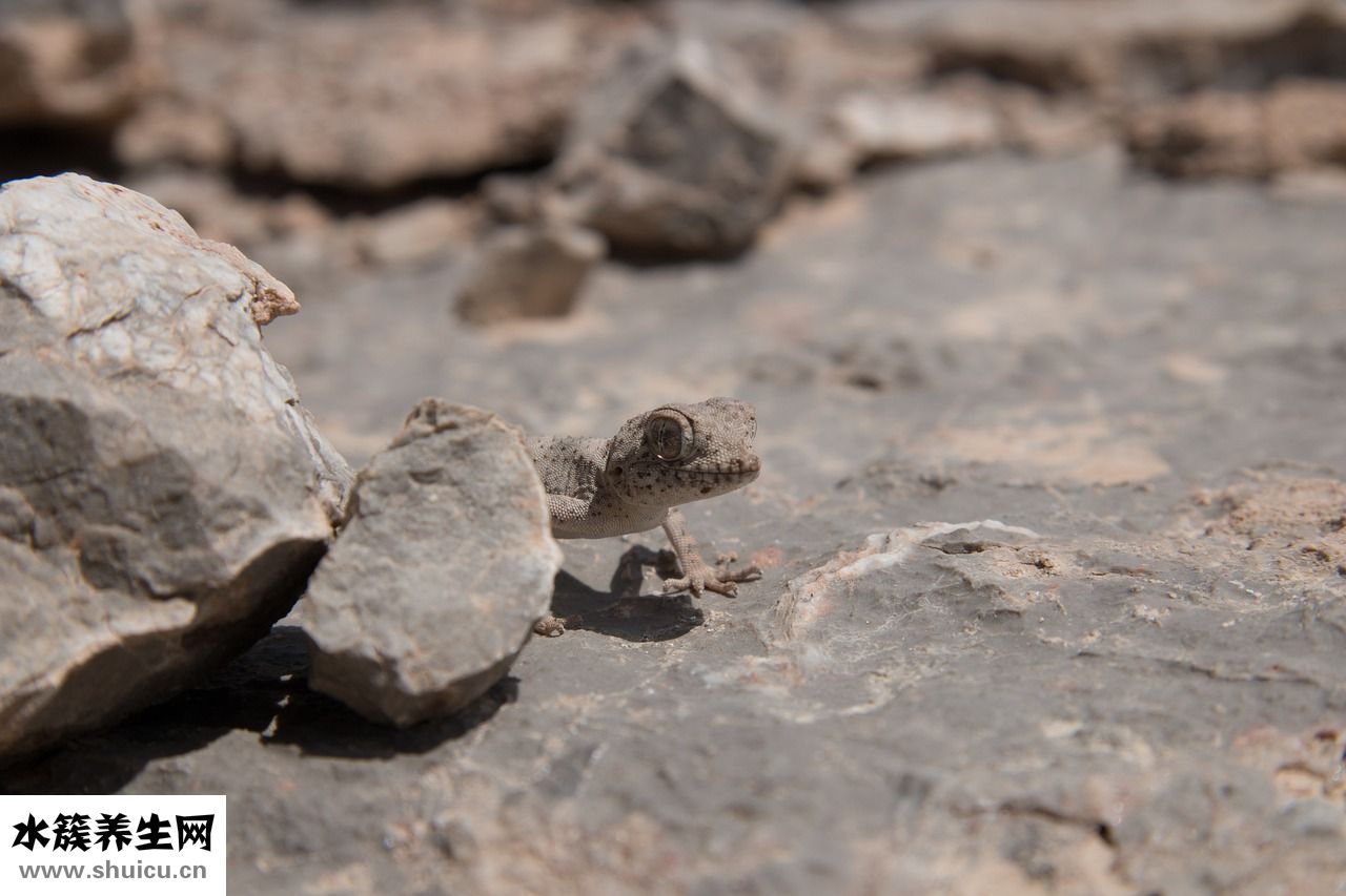 被蚰蜓咬了怎么辦