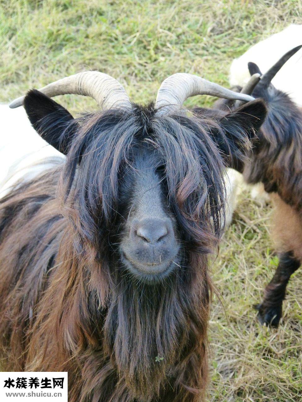 肌膚軟黃金怎么用