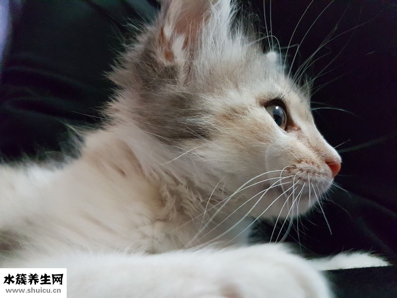 小貓丟了怎么找