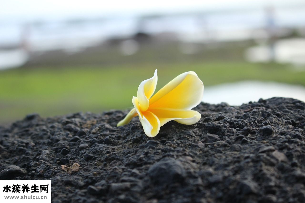 月餅怎么吃不膩