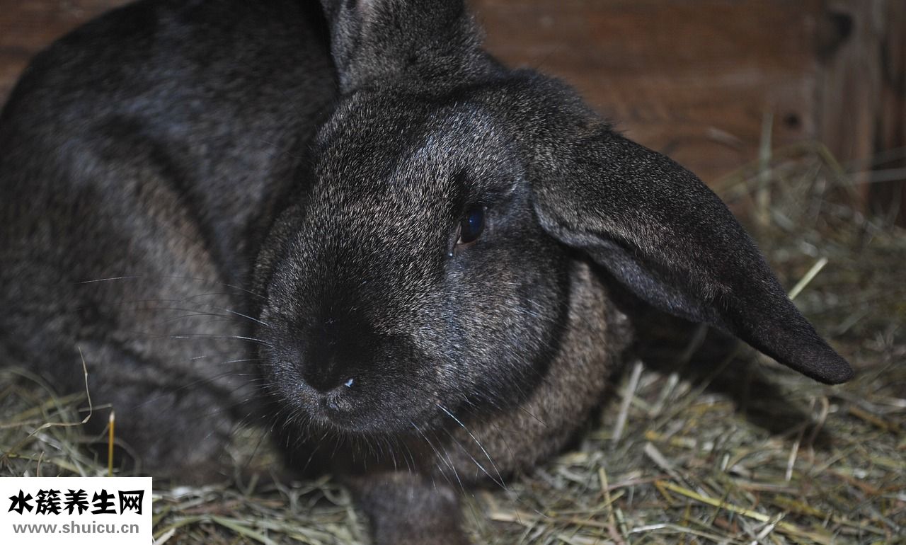 兔子滾珠水壺怎么安