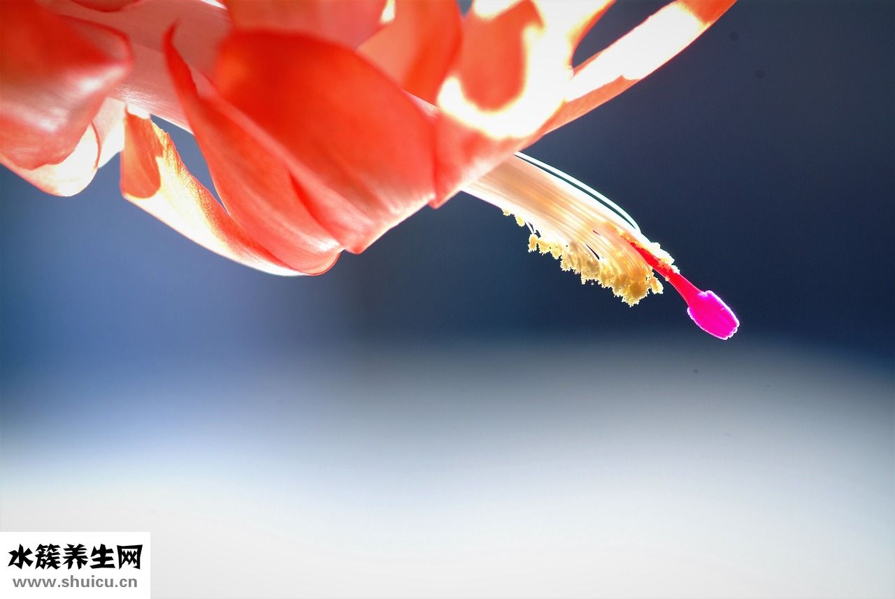 被蚰蜓咬了怎么辦