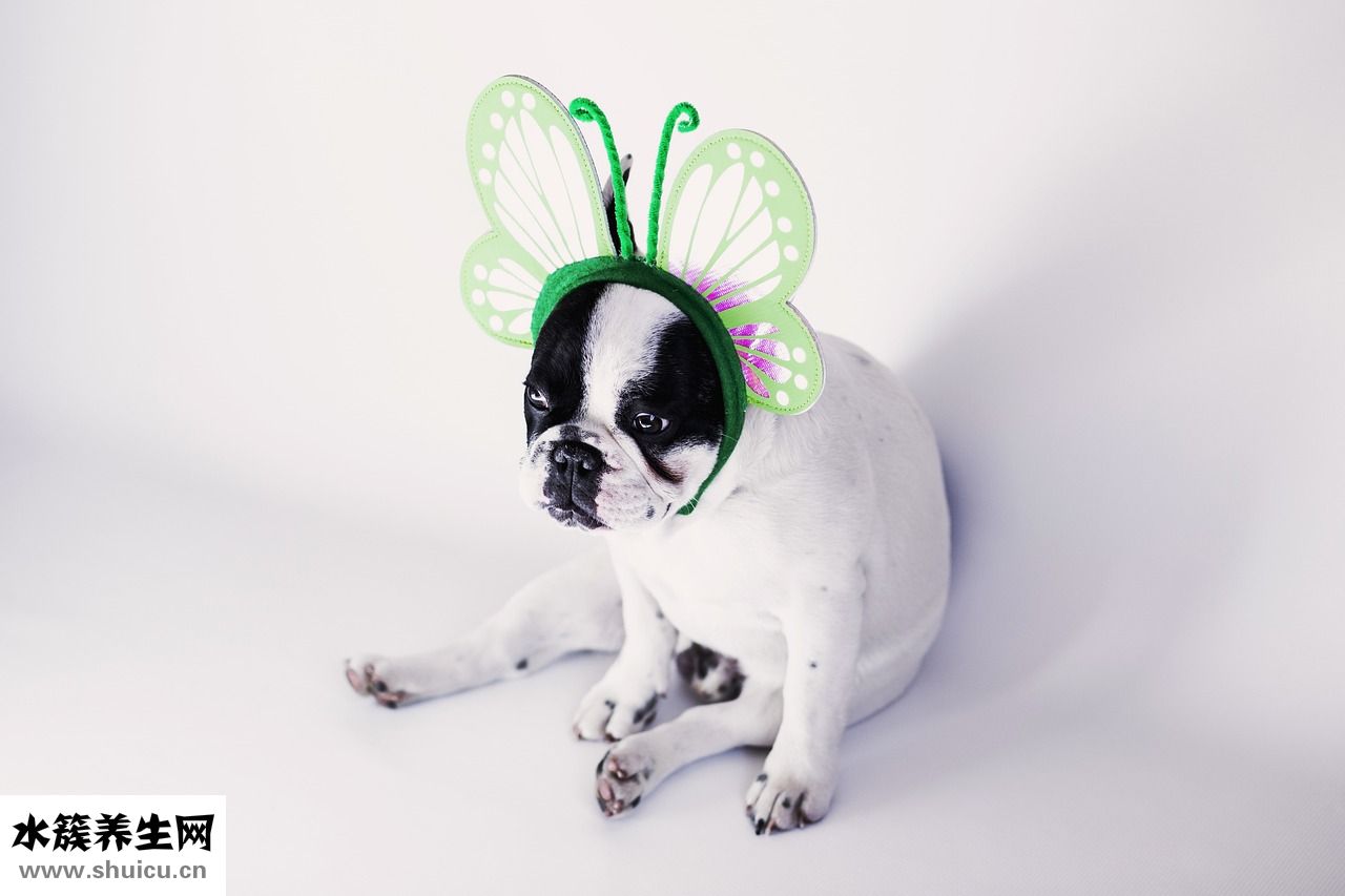 怎么保護狗狗的牙齒