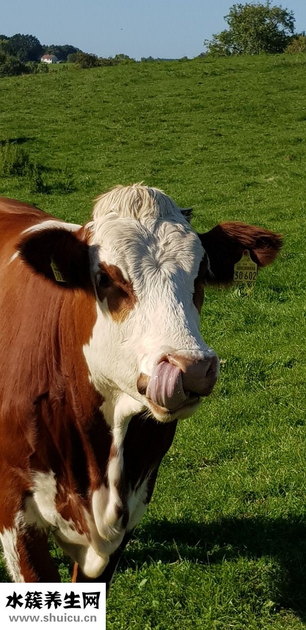 牛肉怎么調(diào)涼菜好吃