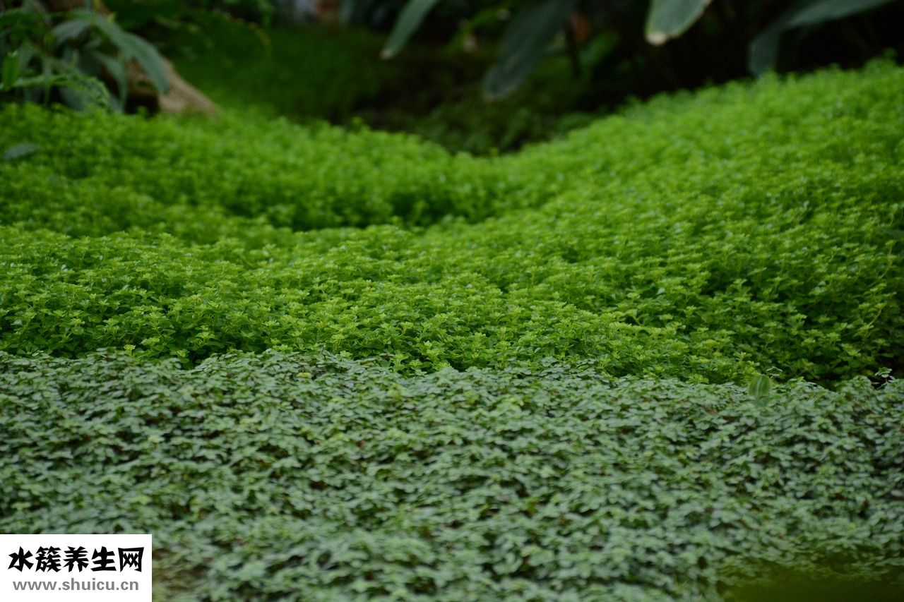 怎么收集絲瓜水