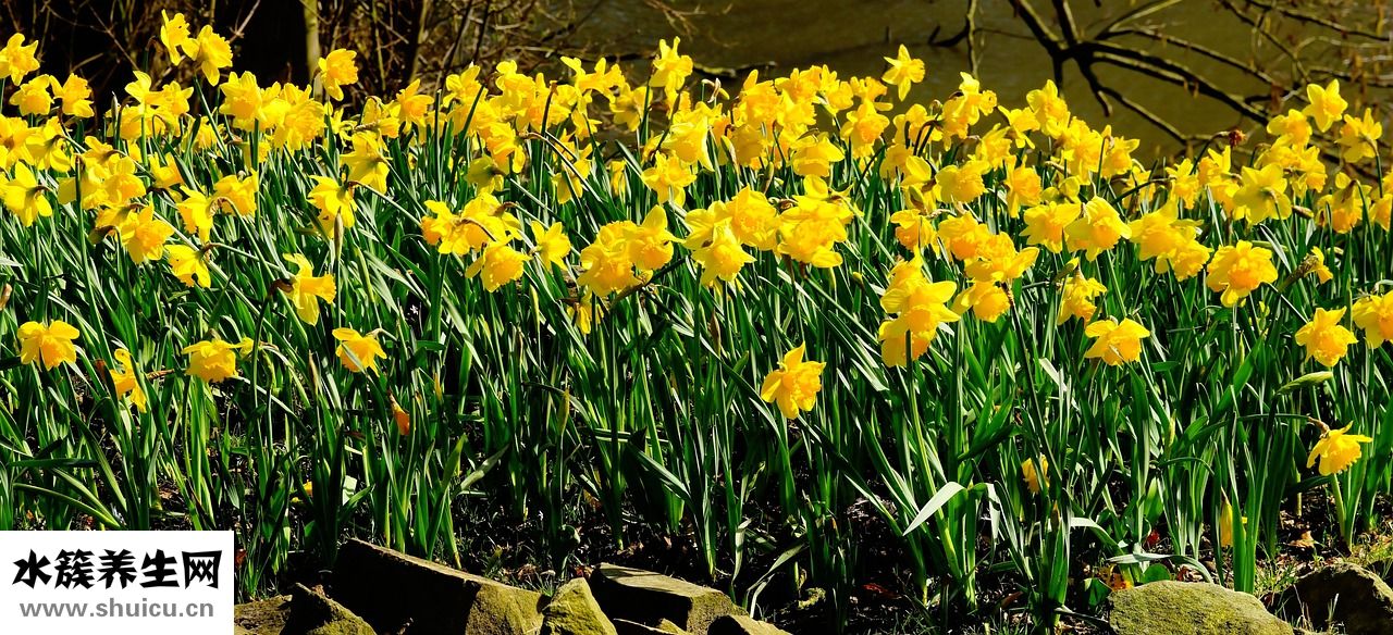 塑料去黃水怎么用