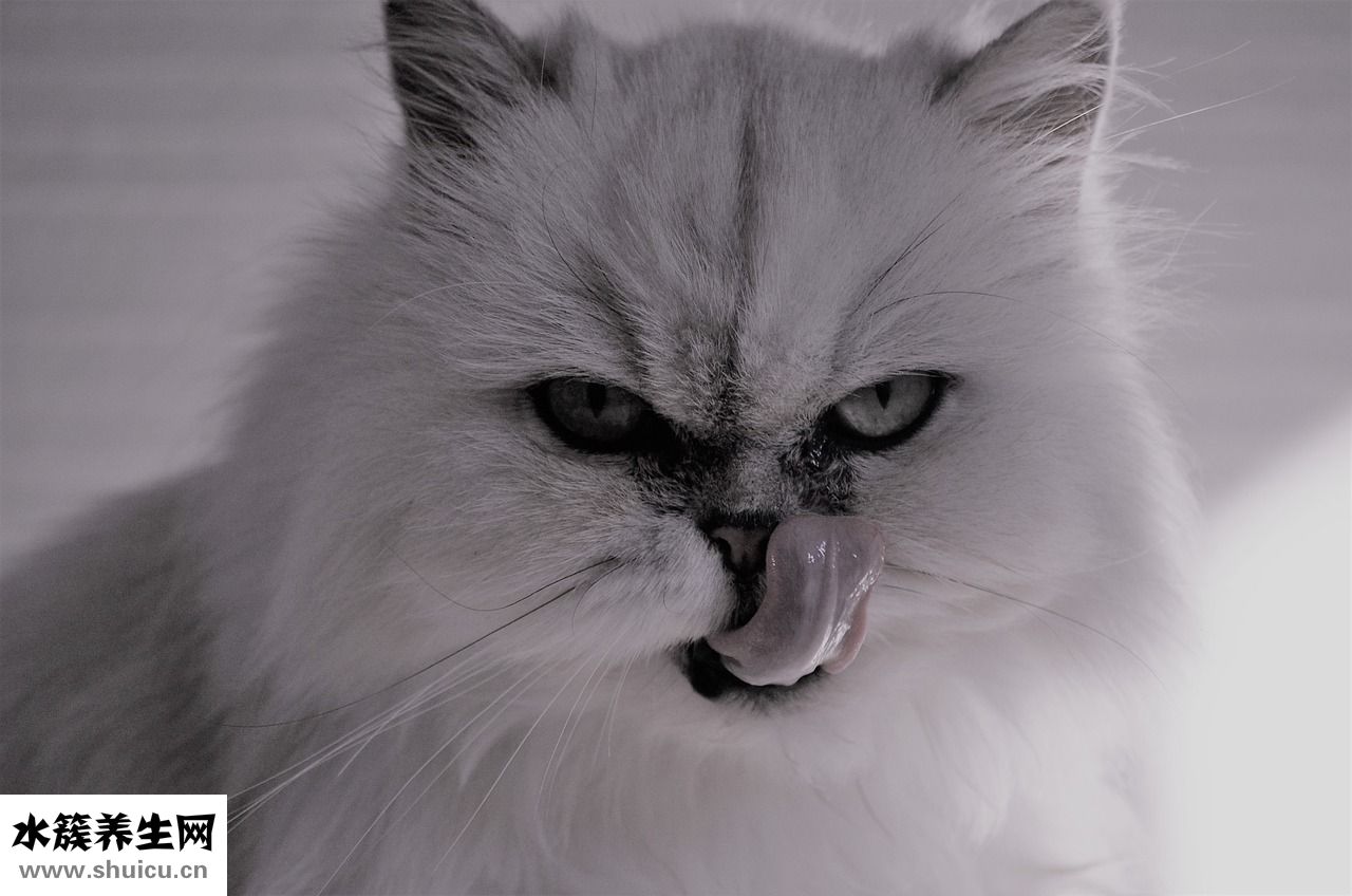 接吻魚怎么接吻