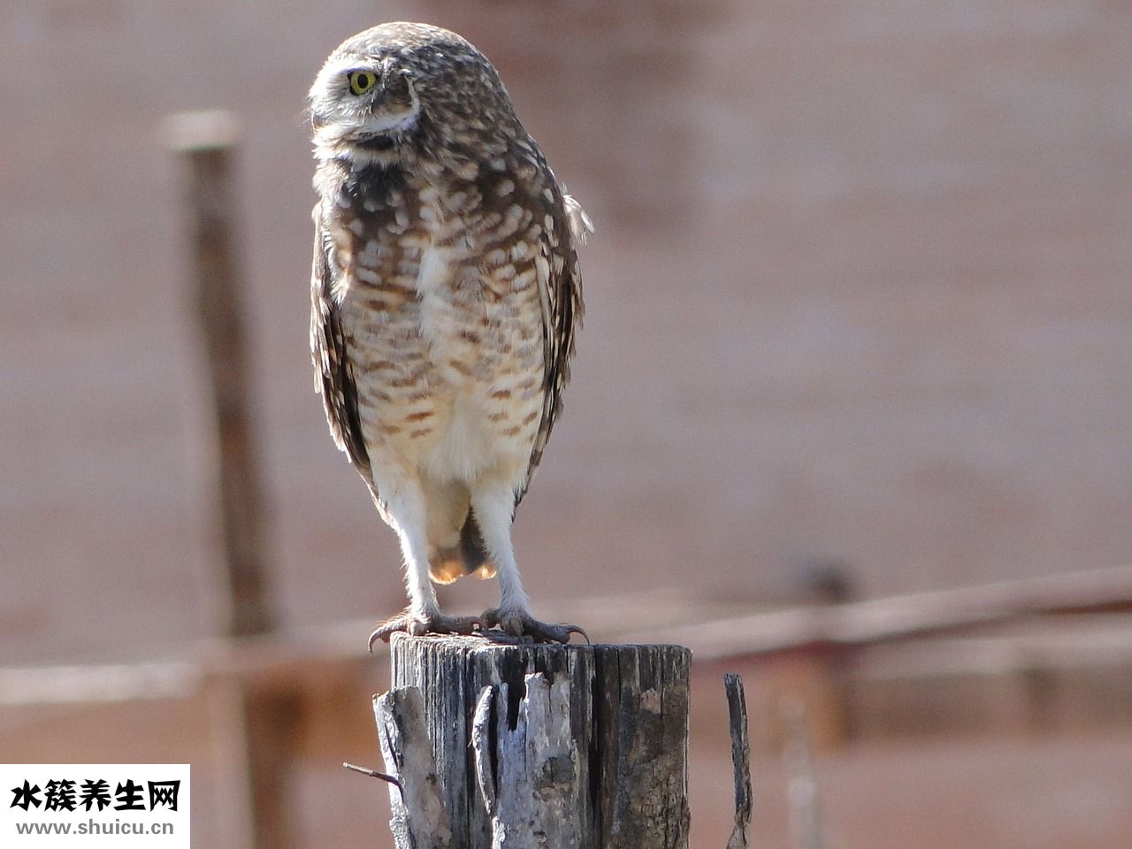 抓到貓頭鷹怎么辦