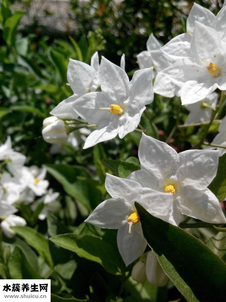 干炒生蠶豆怎么做