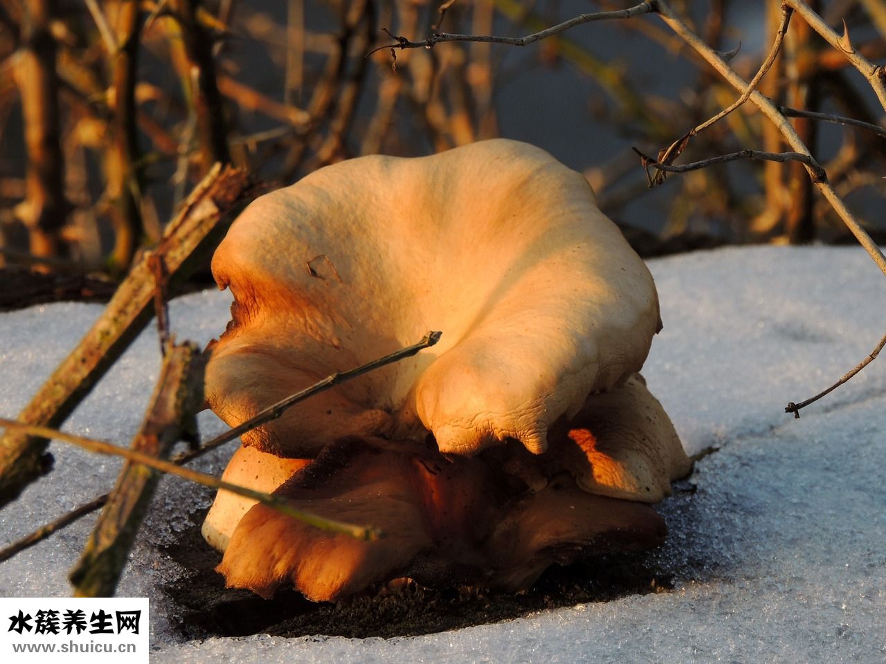 股癬的黑色素怎么辦