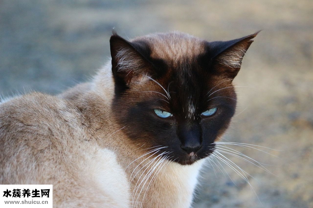 濃密的假睫毛怎么貼