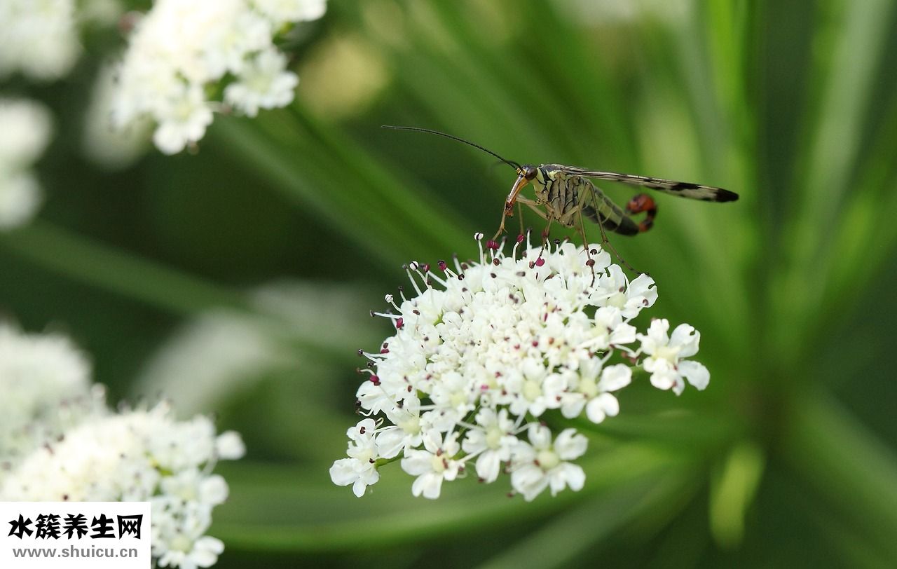 吃蝎子被咬了怎么辦