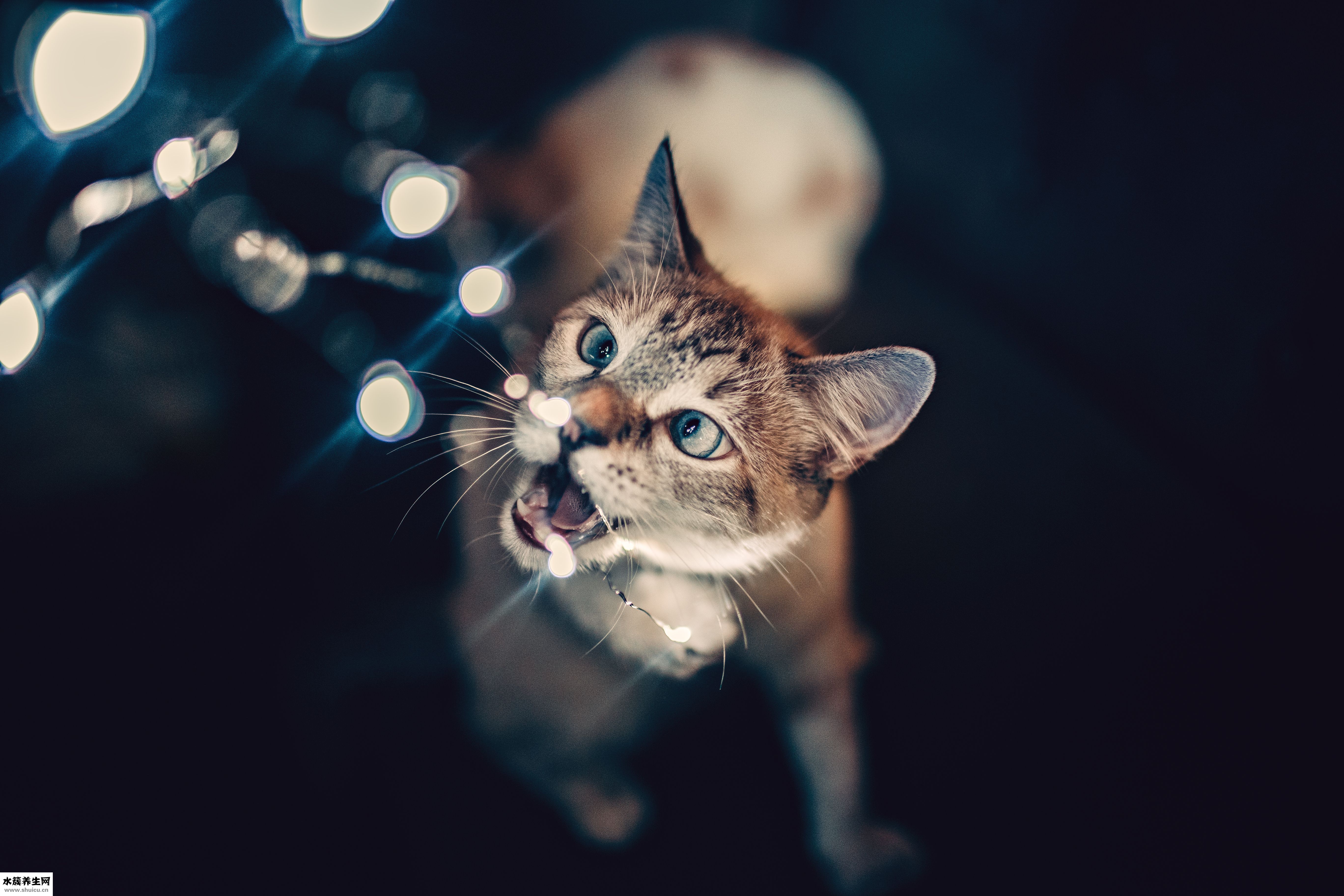 寶寶驅(qū)蚊貼怎么用