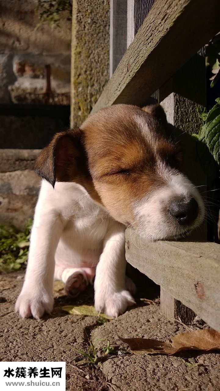 小狗吃撐怎么辦