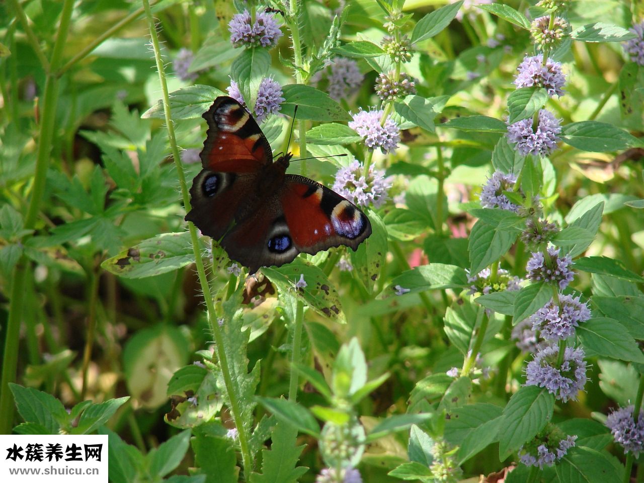 薄荷純露怎么做