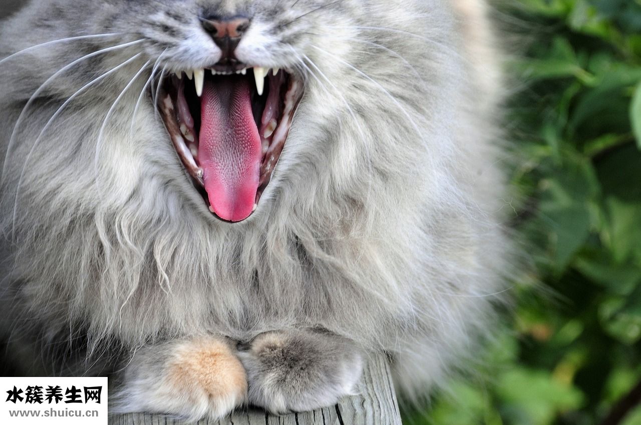 怎么形容貓頭鷹