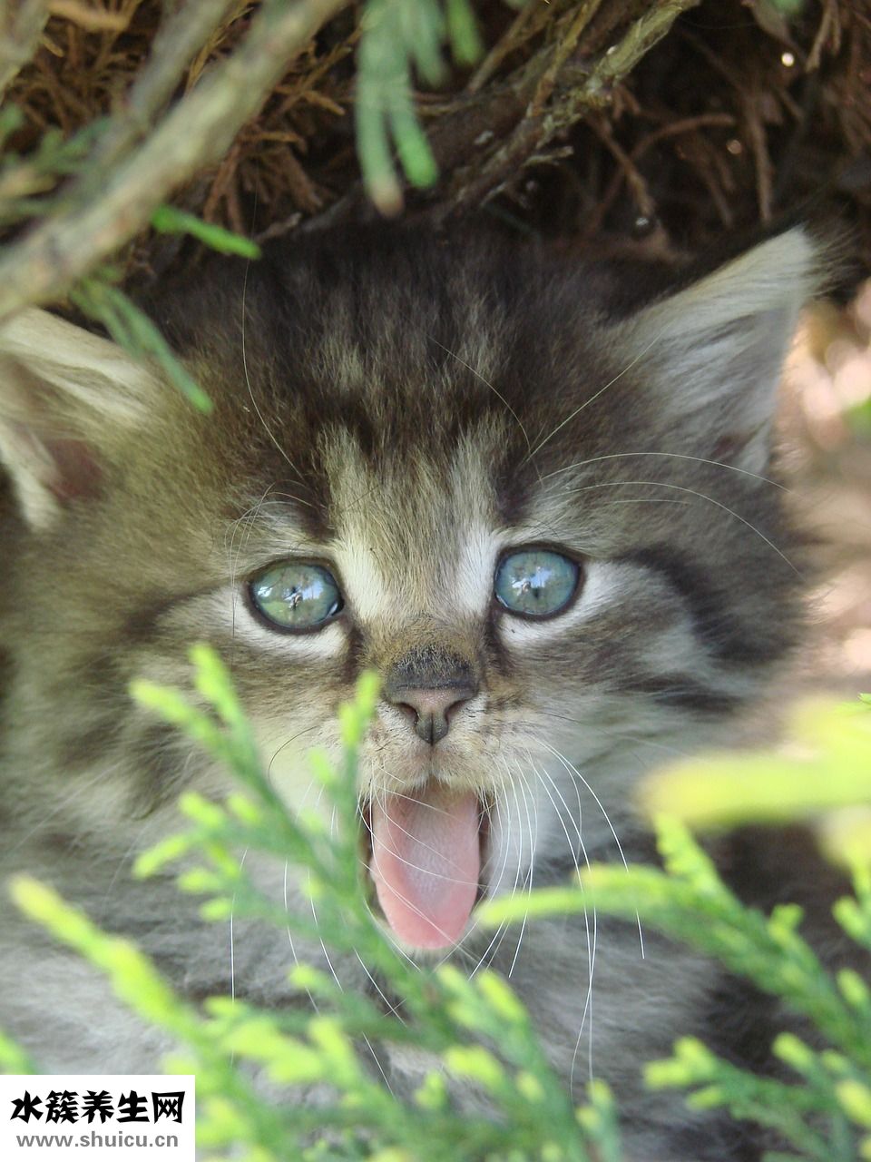 小貓吃撐了怎么辦