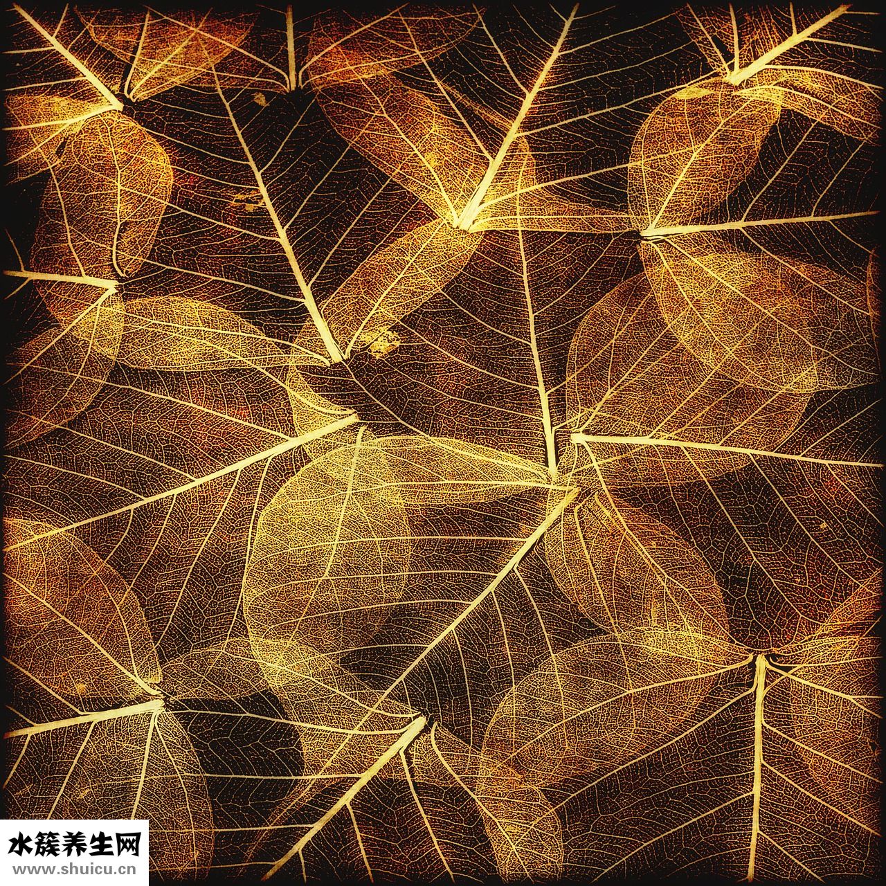 頭發像枯草怎么辦