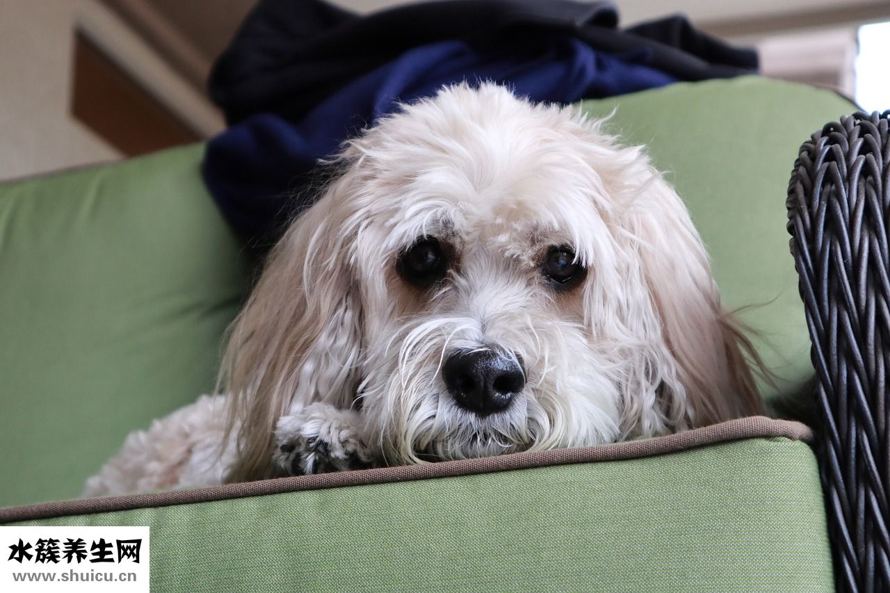 貴賓犬吐了怎么辦