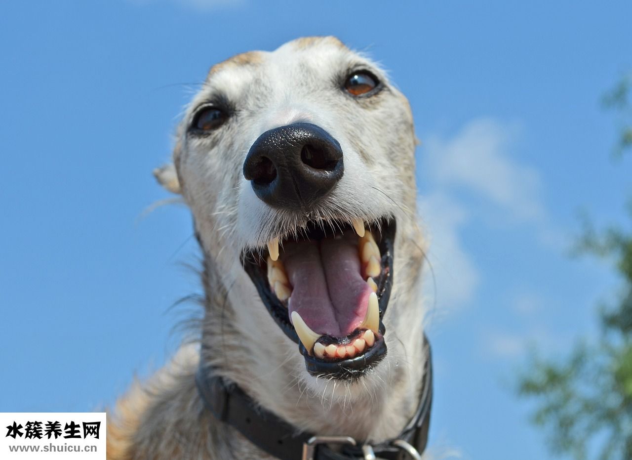 泰迪母狗怎么斷奶