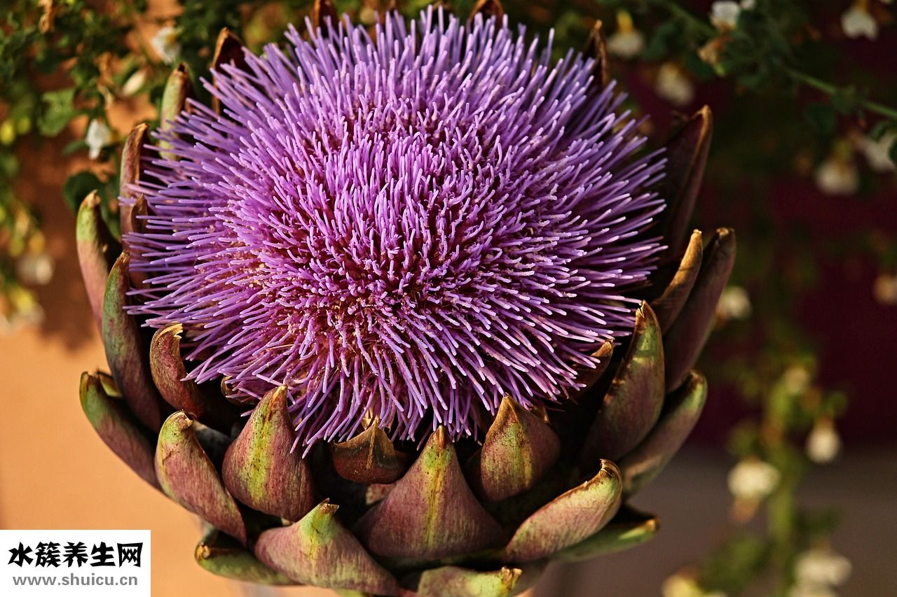 給寶寶怎么吃蔬菜