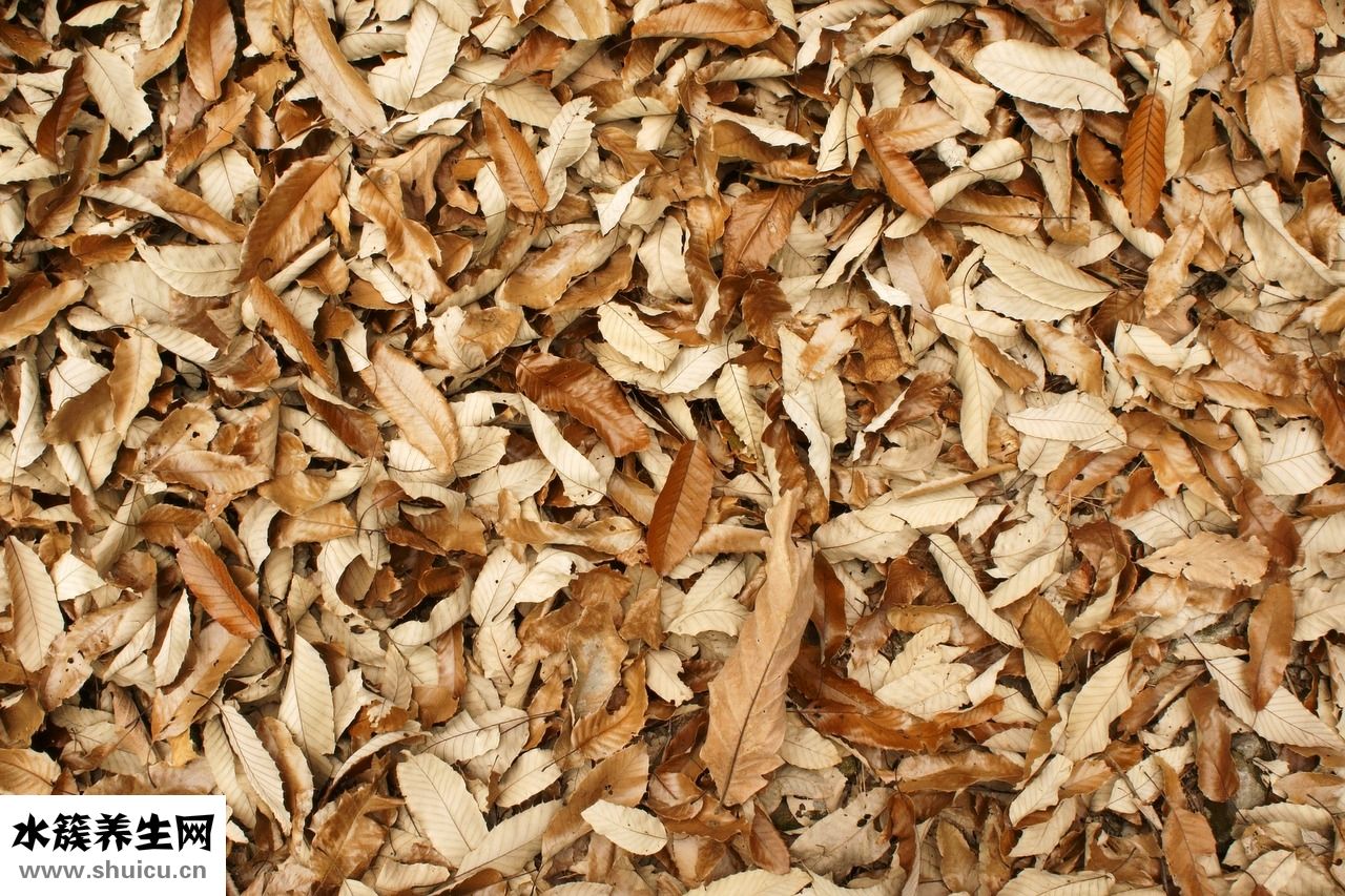 頭發像枯草怎么辦