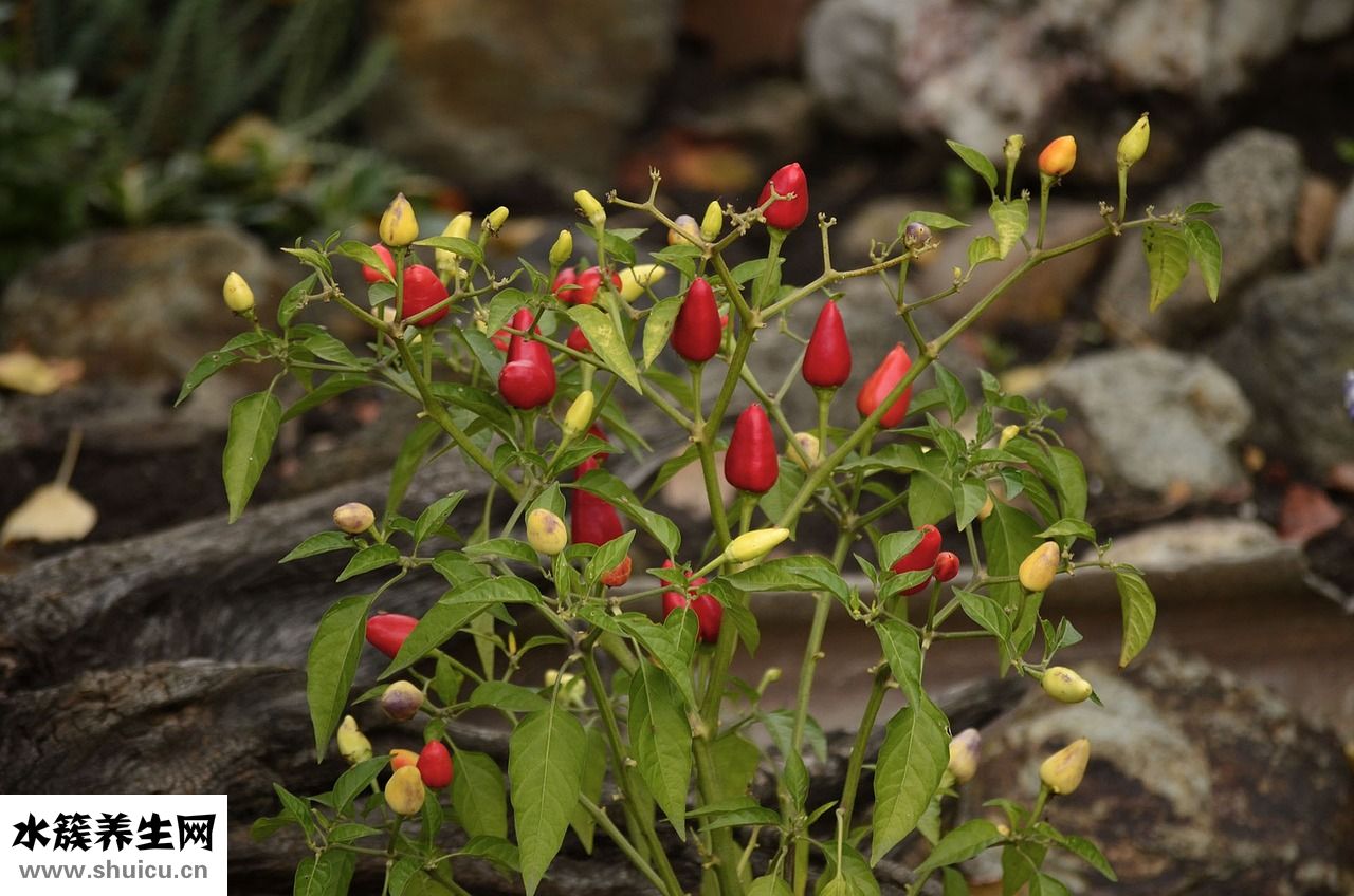 給寶寶怎么吃蔬菜