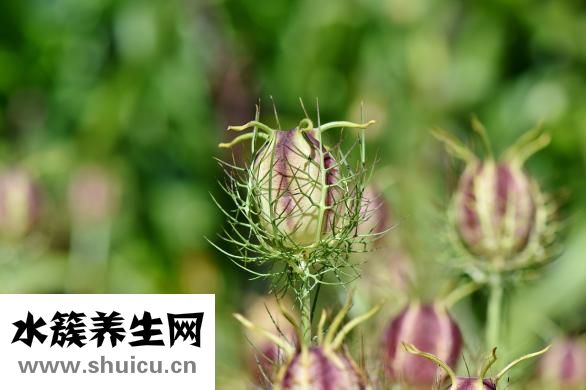 漢堡中的雞肉怎么做