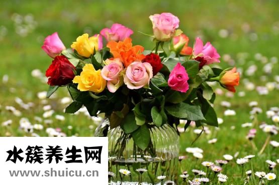 愛之玫瑰花怎么用