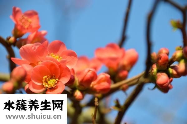 怎么做木瓜燕窩