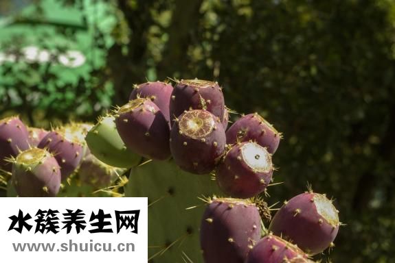 仙人球怎么結果