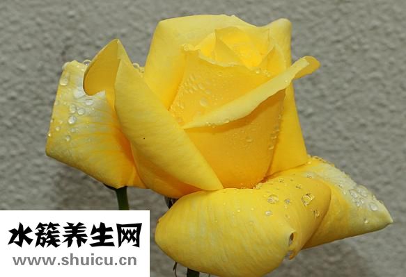 吃了鉤蟲豬肉怎么辦