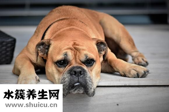 泰迪吐黃水怎么回事