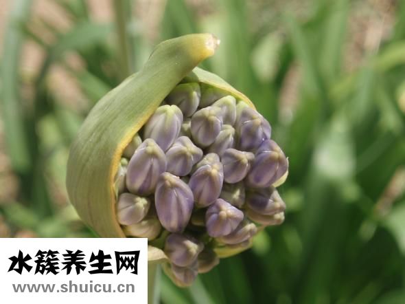 仙人球怎么結果