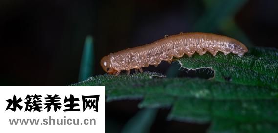 紅線蟲怎么繁殖