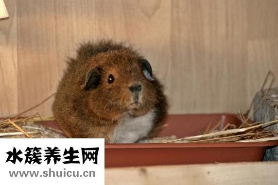 荷蘭豬打嗝怎么辦