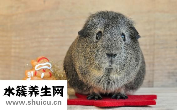 荷蘭豬打嗝怎么辦