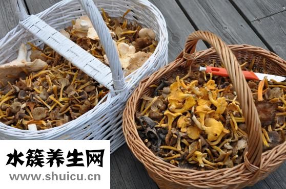 貴賓犬有跳蚤怎么辦