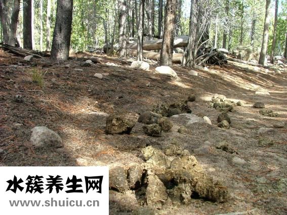 貴賓犬有跳蚤怎么辦