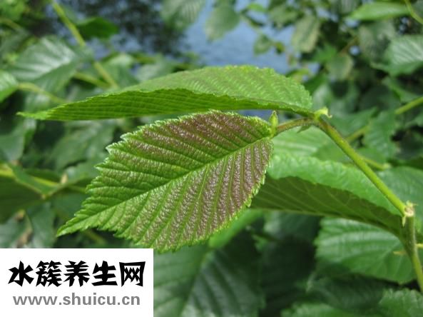 十字繡雙色怎么繡