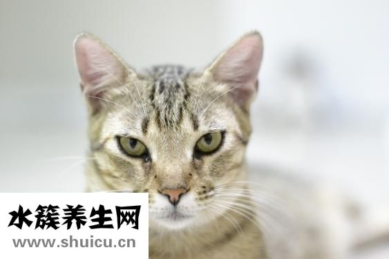 養貓過敏怎么辦