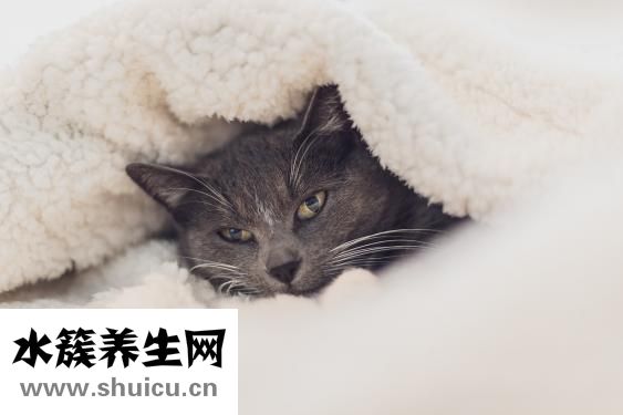 養貓過敏怎么辦