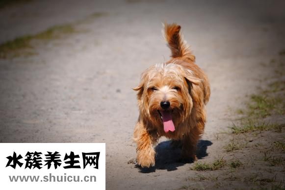 養貓過敏怎么辦