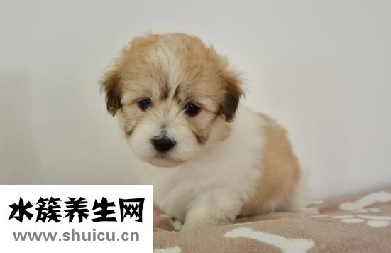 小狗臟了怎么辦