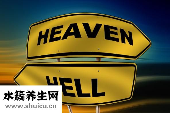 南洋人參怎么吃